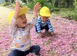 Taisei 여행 보육 4